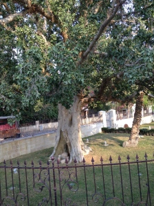 A sycamore tree as found in Jericho. Just imagine a tiny tax collector perched on a limb.